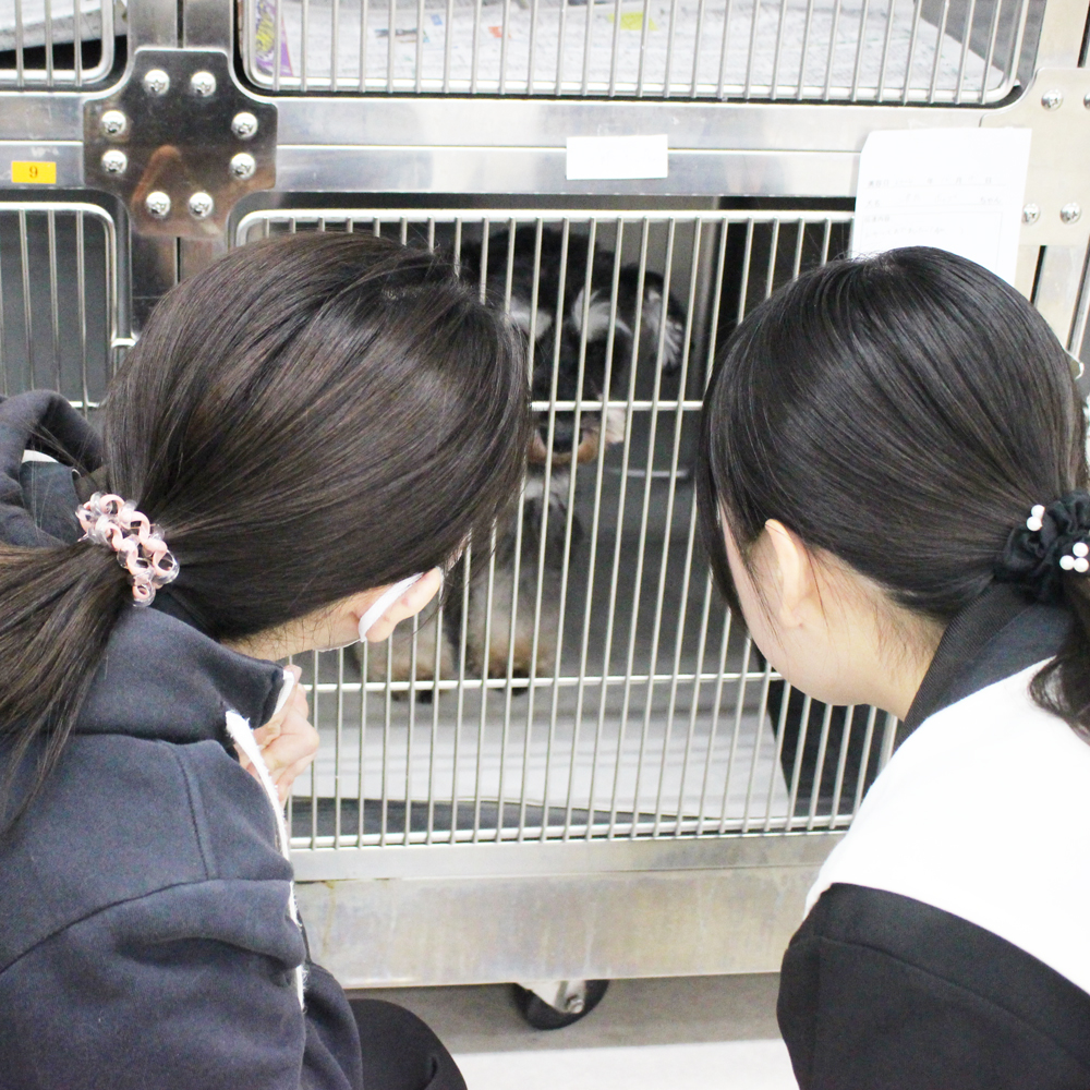 卒業犬ホップちゃん、里帰りトリミング☆